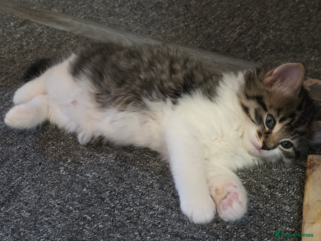 Mixed Breed cats for sale: Kittens  - Image 6