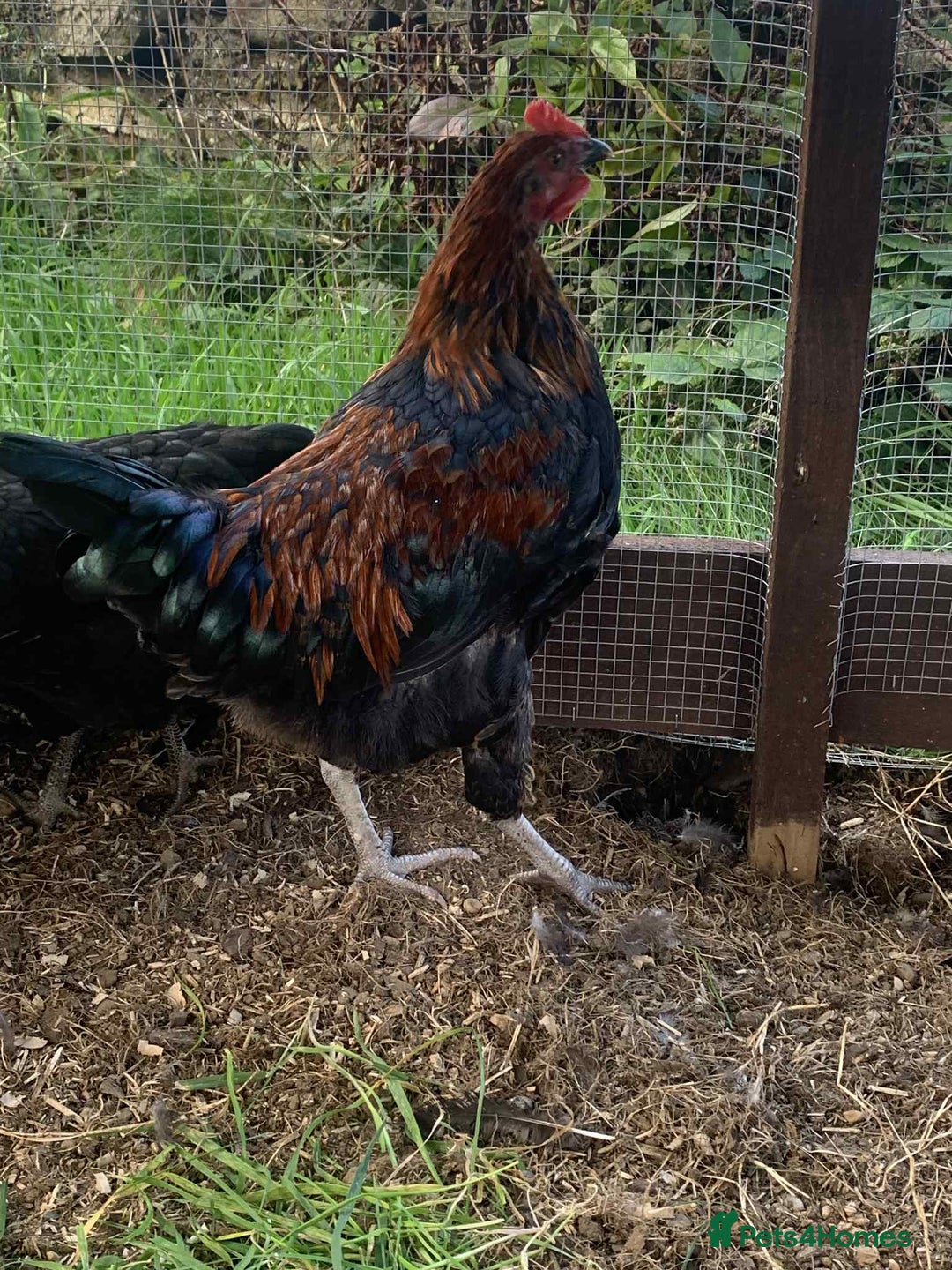 Chickens poultry for sale: FREE - 18 Week Copper Marans Cockerel  - Image 3