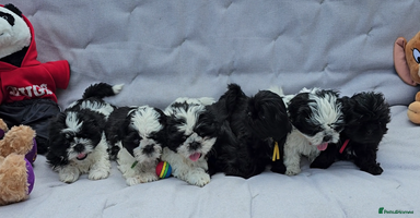 Shih Tzu dogs - Advert 15