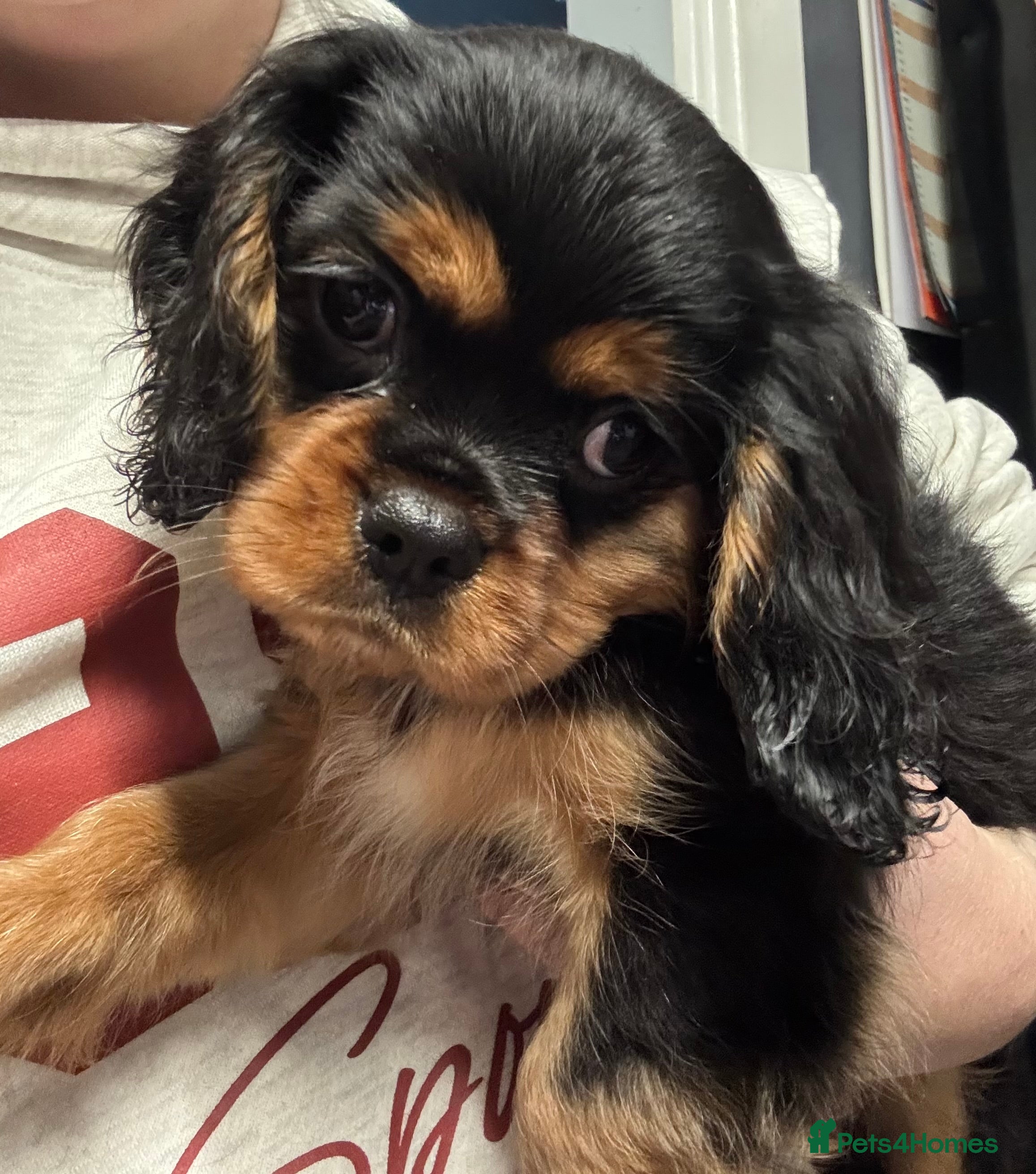 Cavalier King Charles Spaniel dogs Cavalier King Charles spaniel puppies  - Advert 16