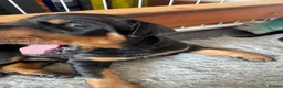 Dobermann dogs for sale: 3 chunky Dobermans puppies  - Advert 20