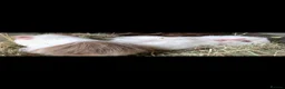 Guinea Pig rodents for sale: Beautiful baby guinea pigs - males and females  - Advert 7