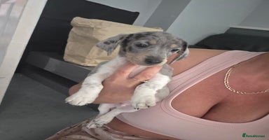 Miniature Dachshund dogs - Advert 14