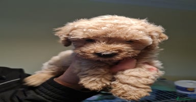 Cavapoo dogs - Advert 13