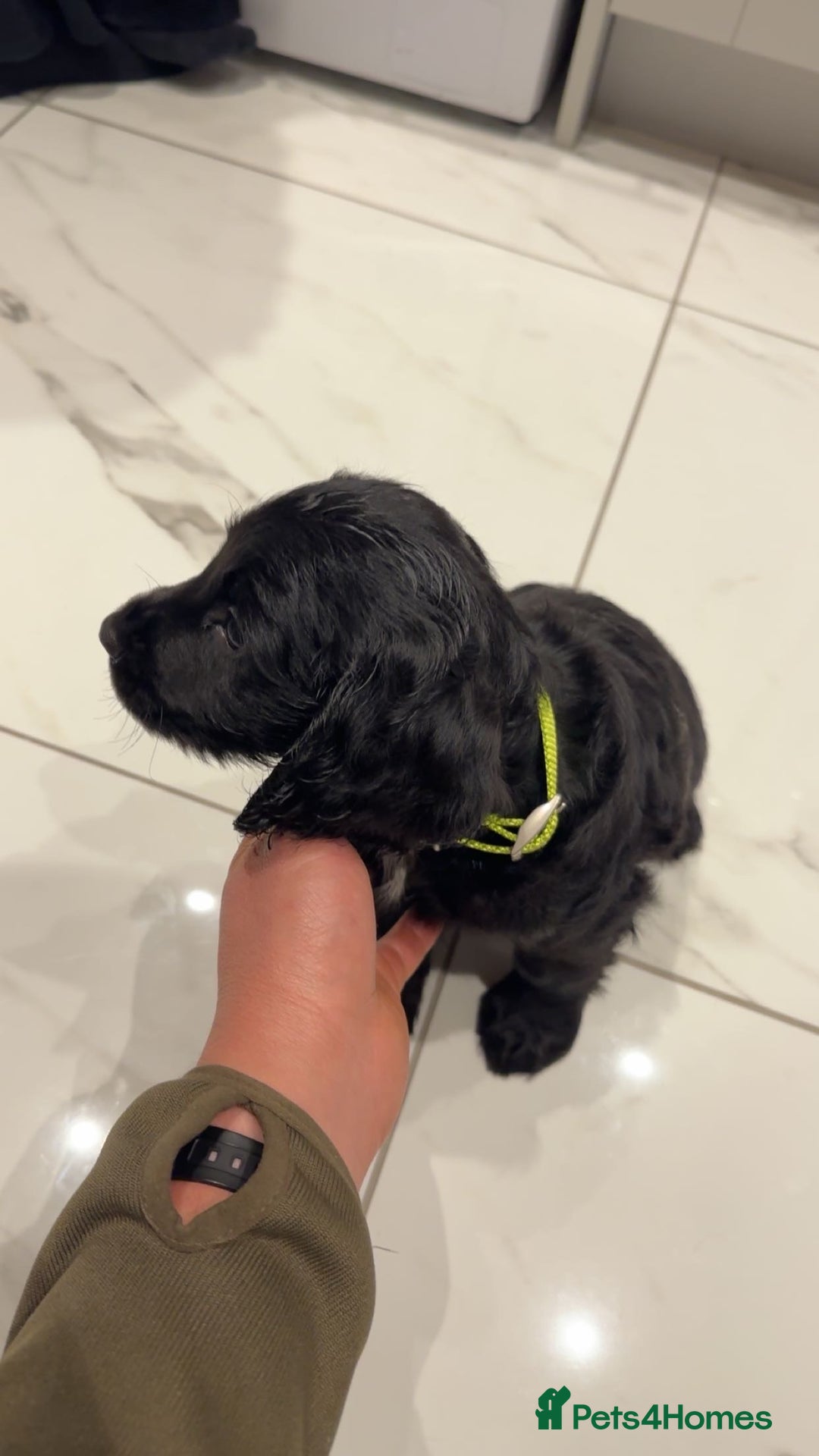 Cocker Spaniel dogs for sale: 2 beautiful working cocker spaniel boys - Advert 5