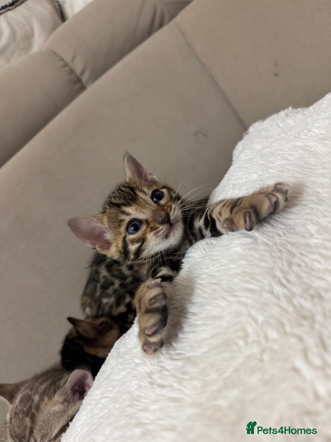 Bengal cats for sale: Purebred Bengal Kittens – Ready for Loving Homes - Advert 7