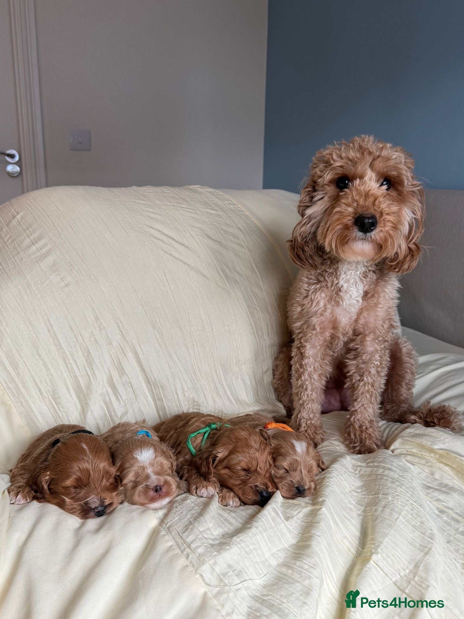Cavapoo dogs Stunning F2 Cavapoo puppies 🩵🧡💚🖤 - Advert 1
