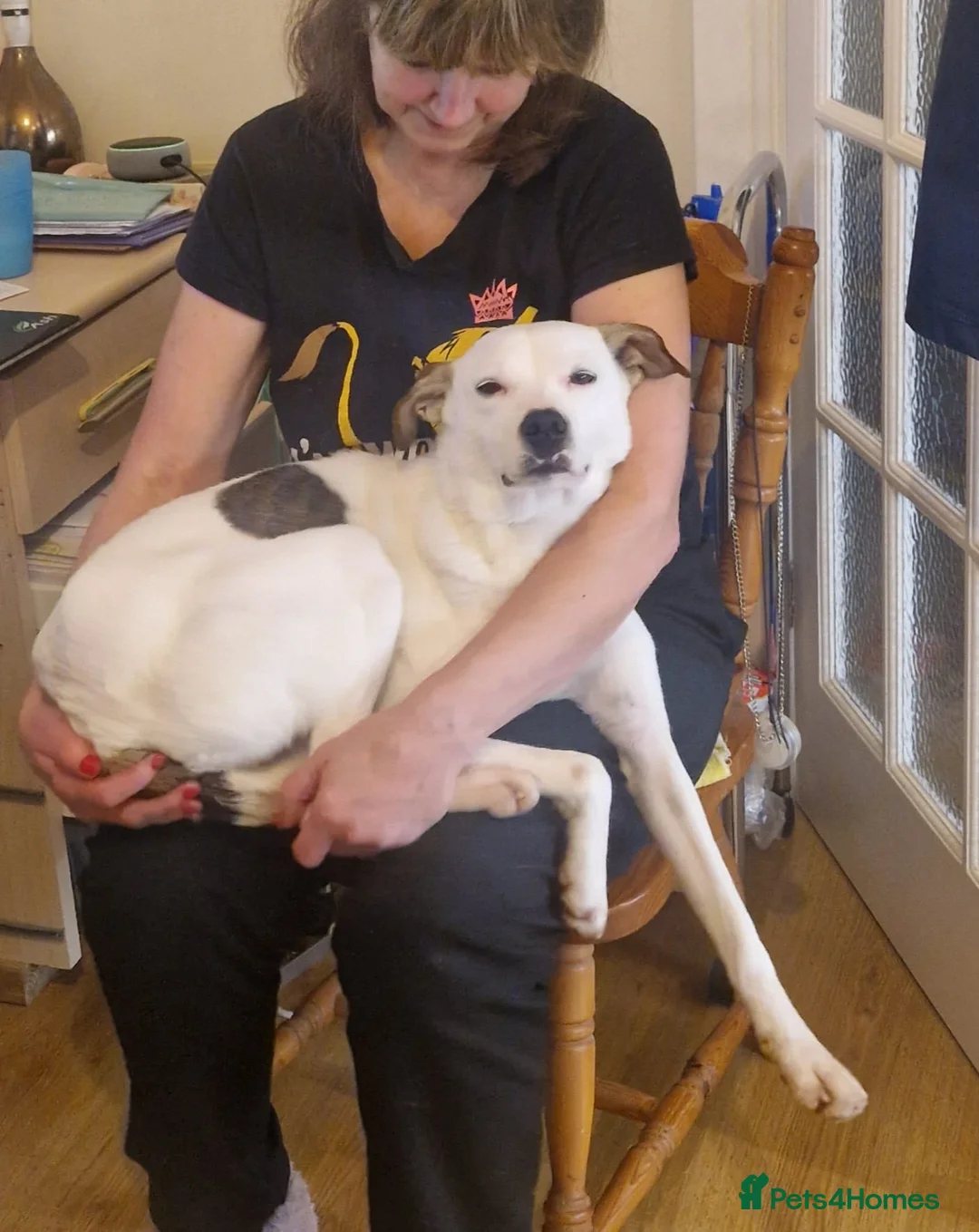 Mixed Breed dogs for adoption: Hannah, 2-3 yrs old. Available for adoption. - Advert 22