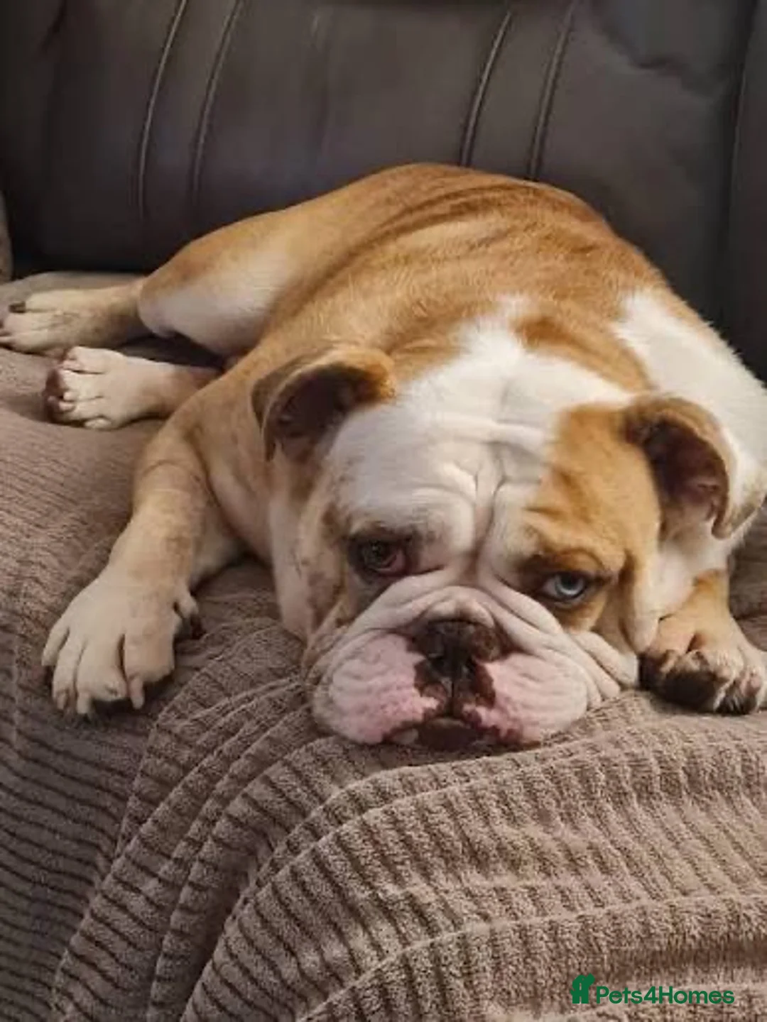 English Bulldog dogs for sale: Family-Ready English Bulldog Puppies Available Now in Purley - Advert 3
