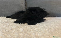 Shih Tzu dogs for sale: Adorable Shih Tzu Puppies - Advert 5