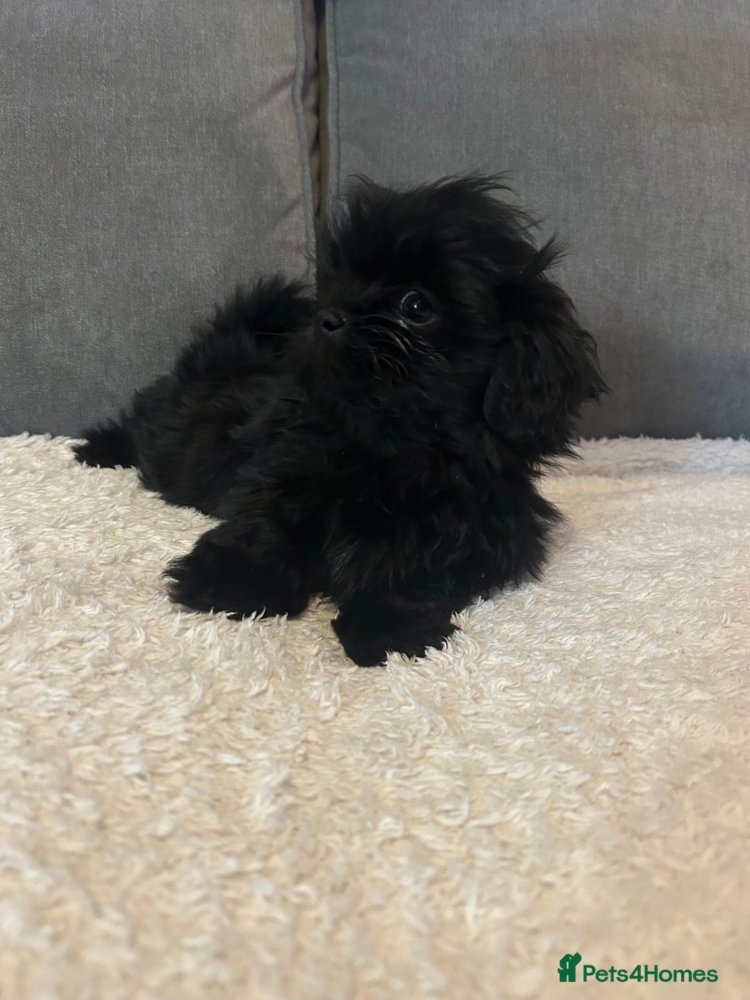 Shih Tzu dogs for sale: Adorable Shih Tzu Puppies - Advert 5