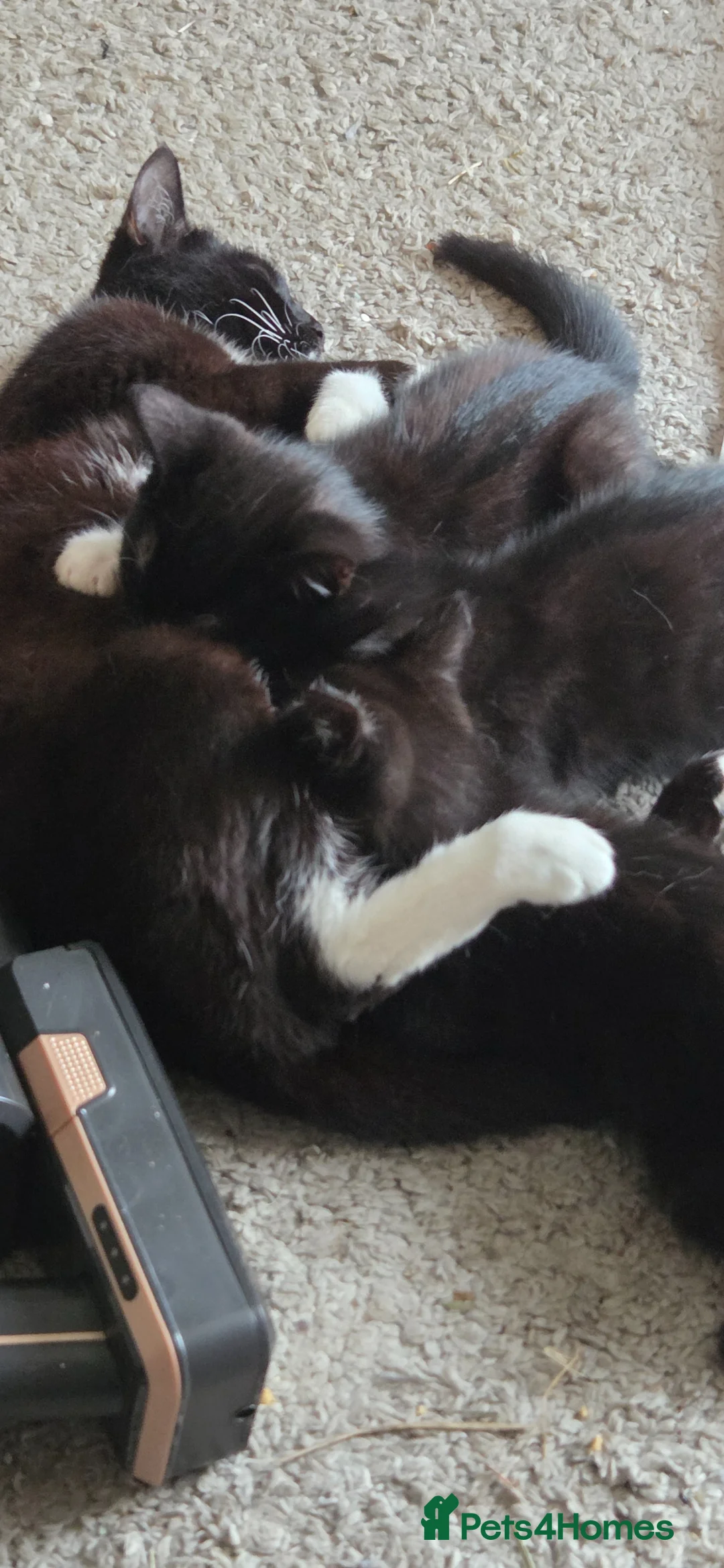 Mixed Breed cats for sale: Kittens - Advert 5