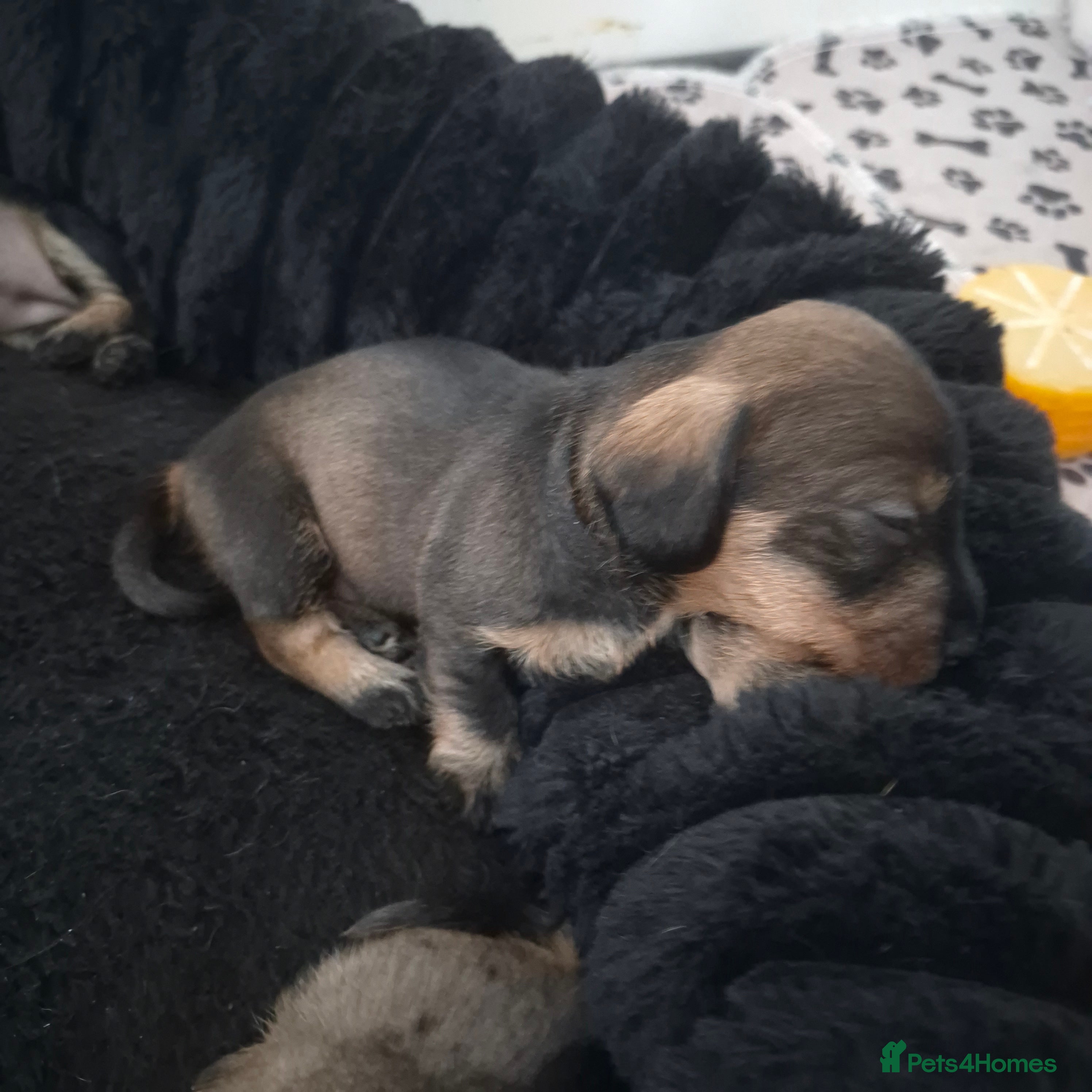 Miniature Dachshund dogs Miniature wire dachshund puppies - Advert 2