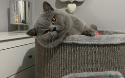 British Shorthair cats for stud: 👑🏆 CHAMPION BRED BLUE BOY FOR STUD 🏆👑 in Derby - Image 3