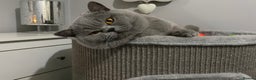 British Shorthair cats for stud: 👑🏆 CHAMPION BRED BLUE BOY FOR STUD 🏆👑 in Derby - Advert 3