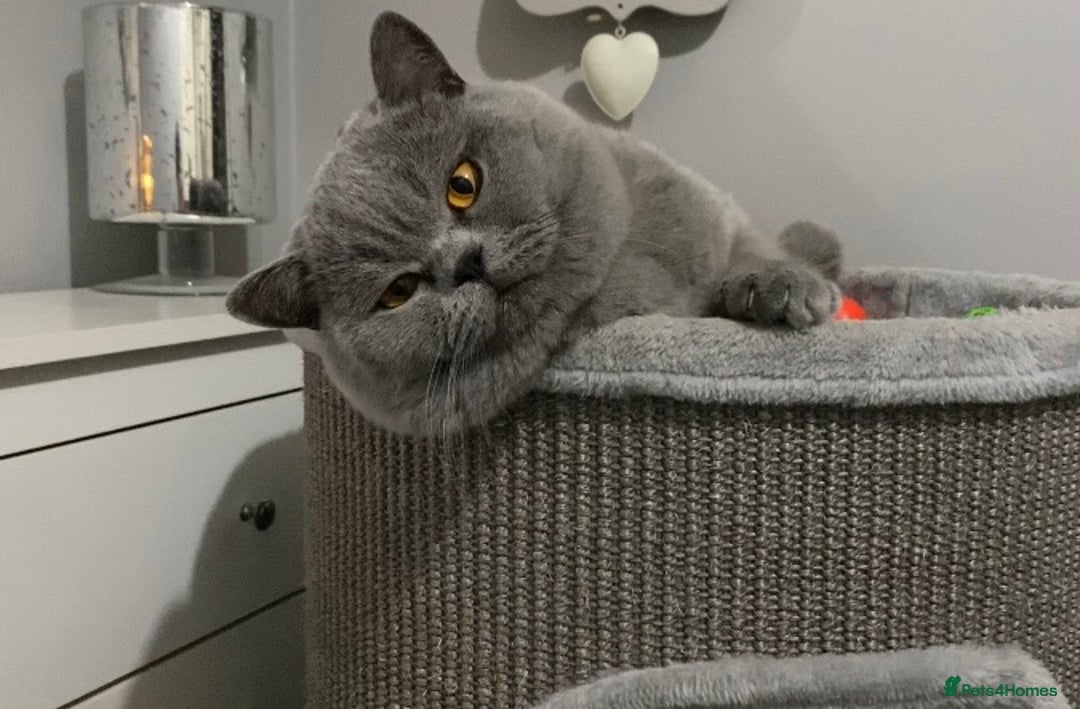 British Shorthair cats for stud: 👑🏆 CHAMPION BRED BLUE BOY FOR STUD 🏆👑 in Derby - Image 3