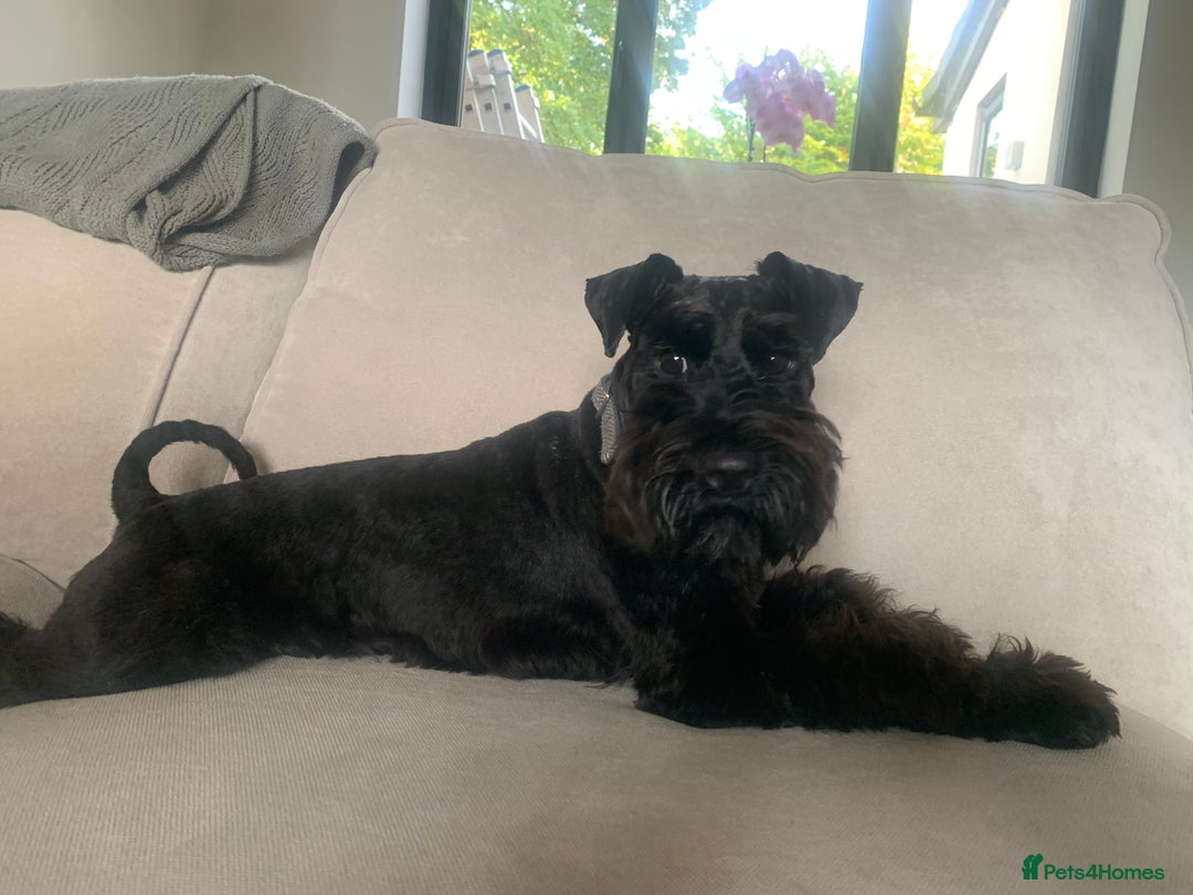 Miniature Schnauzer dogs for sale: Miniature Schnauzer for Sale  - Image 3
