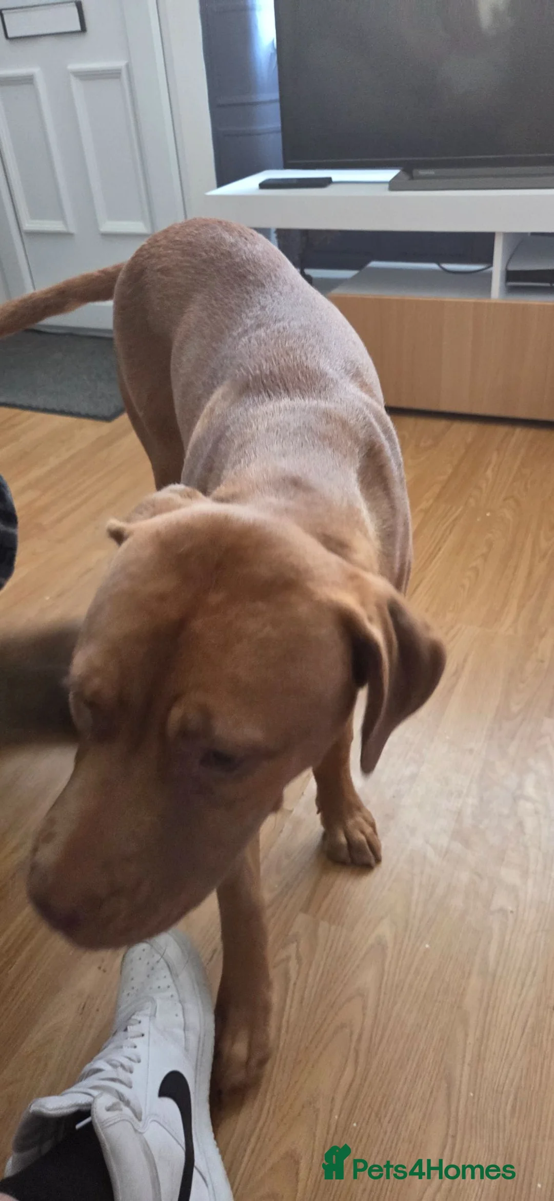 Dogue De Bordeaux dogs for sale: Douge de bordeaux - Advert 2
