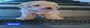 Pup 2