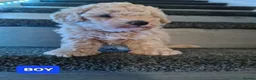 Mixed Breed dogs for sale: Absolutely stunning F1 poodle pups - Advert 13