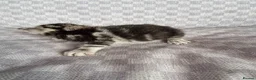 Bengal cats for sale: Grey tabby/bengal - Advert 9