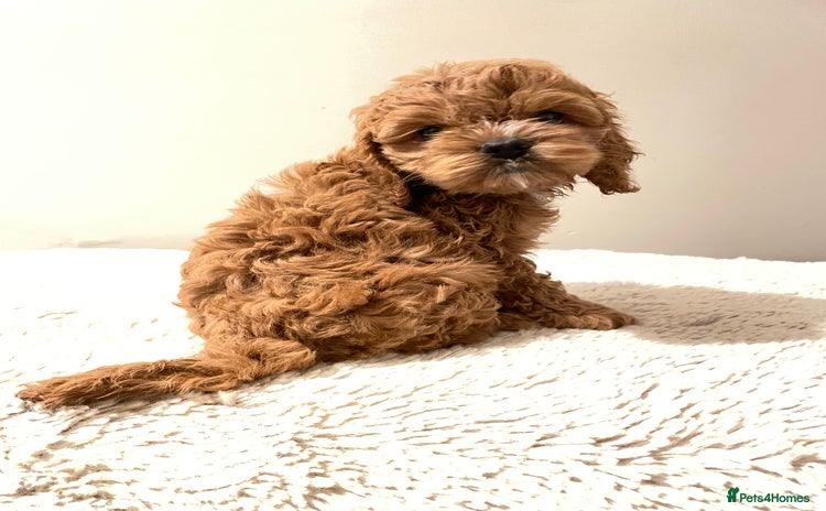 Cockapoo dogs - Advert 3