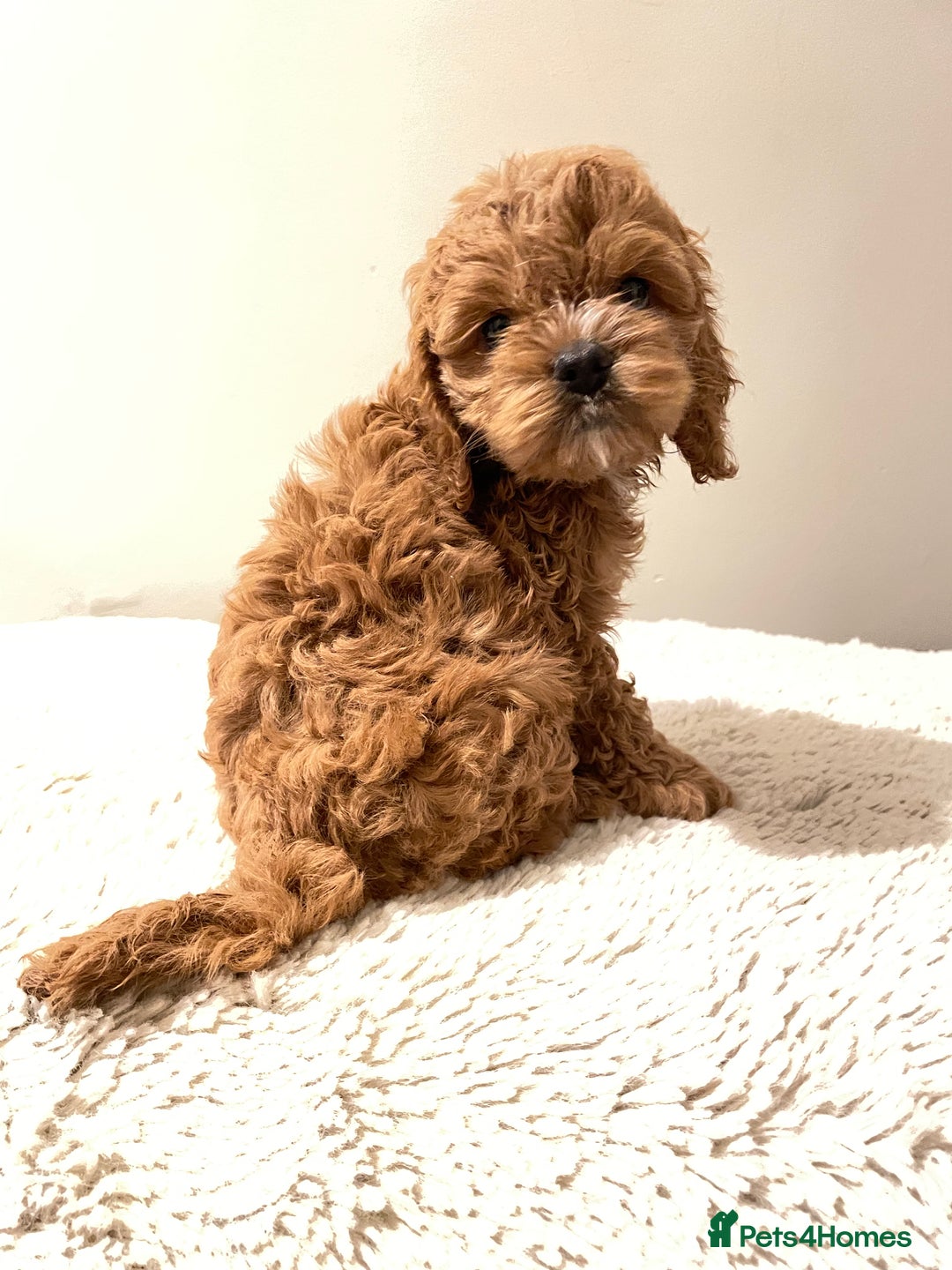 Cockapoo dogs for sale: Toy Yankee doodles American cockapoo - Image 7