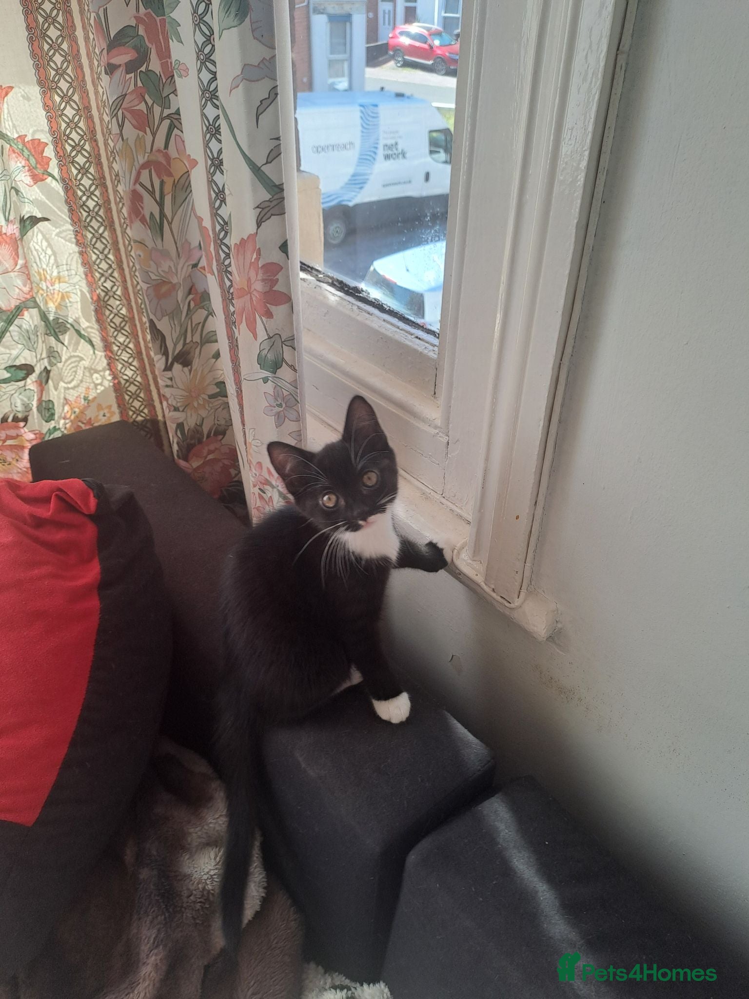 Mixed Breed cats Gorgeous kittens for sale - Advert 1