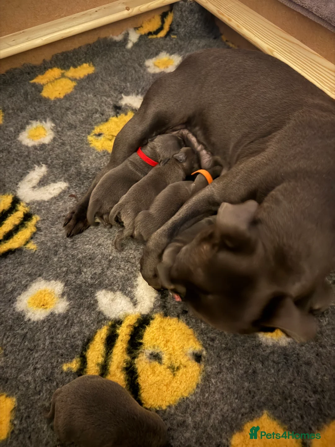 Staffordshire Bull Terrier dogs for sale: Top Quality Blue Staffys - Advert 8