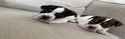 Jack Russell dogs for sale: Jack Russel.. Ready NOW 1 boy left! - Advert 4