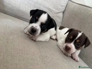 Jack Russell dogs Jack Russel.. Ready 26th sept! 1 girl 1 boys left. - Advert 6
