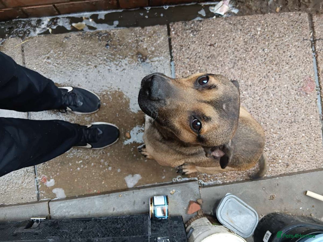 Mixed Breed dogs for sale: Male staffie cross cane corso - Image 8