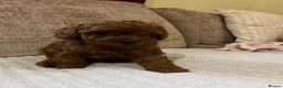 Toy Poodle dogs for sale: Red Male Toy Poodle Puppies  - Advert 8
