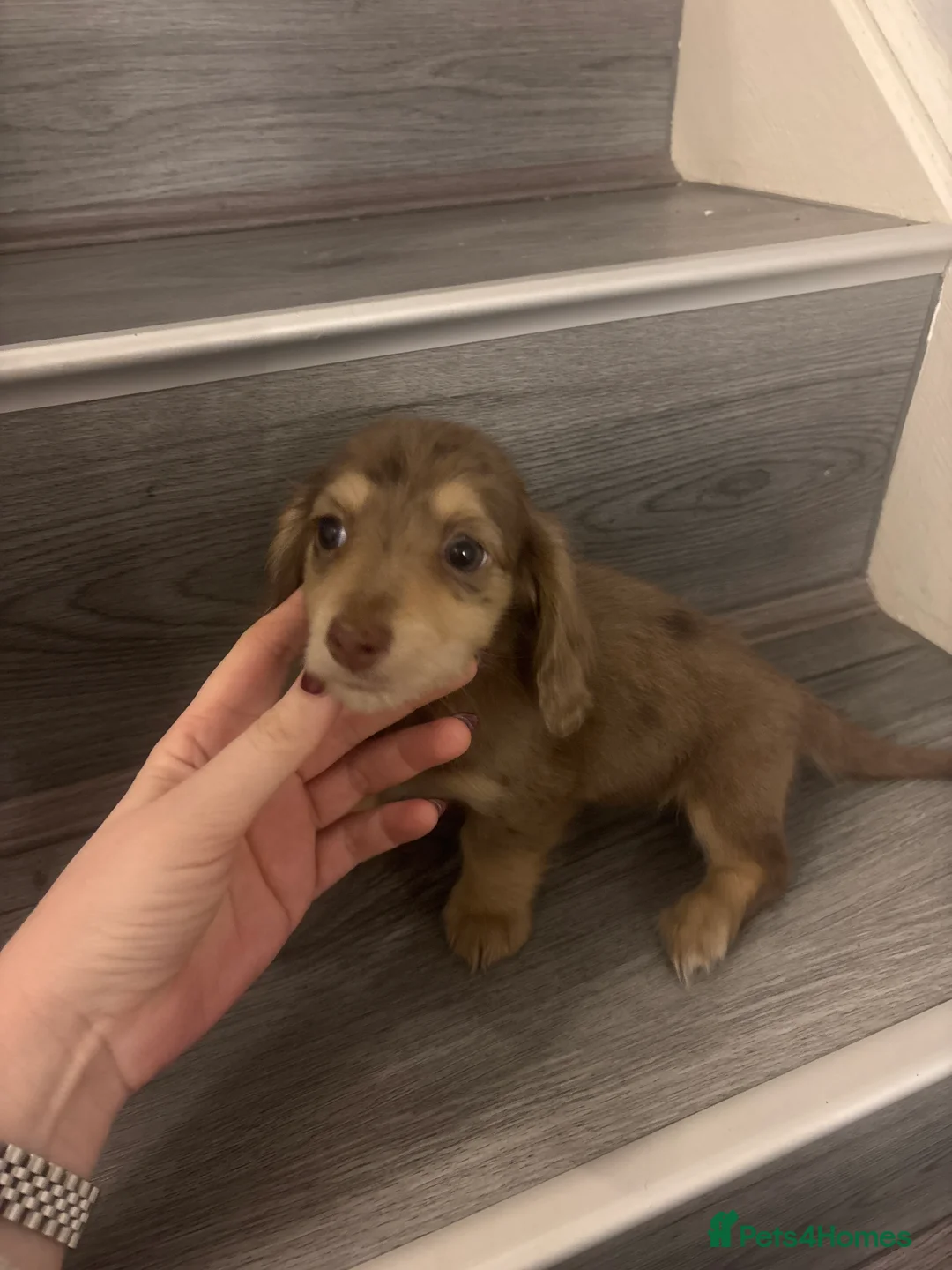 Miniature Dachshund dogs for sale: Long haired cream Puppies  - Advert 21