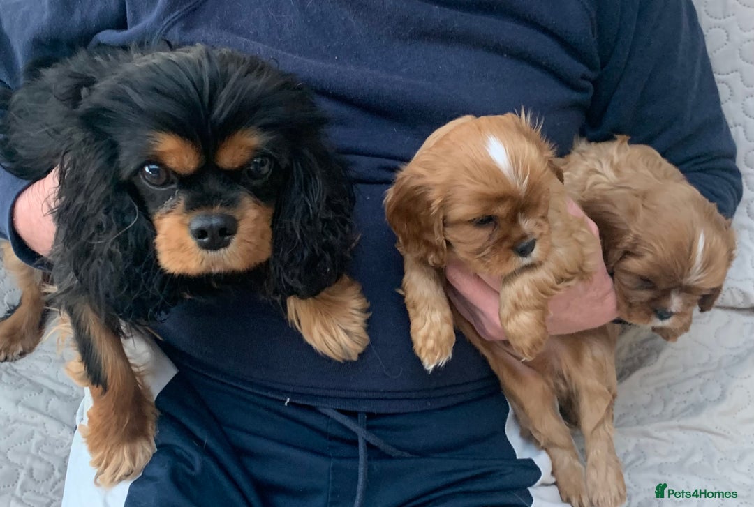 Cavalier King Charles Spaniel dogs for sale: Top Quality Cavalier Babies - Advert 5