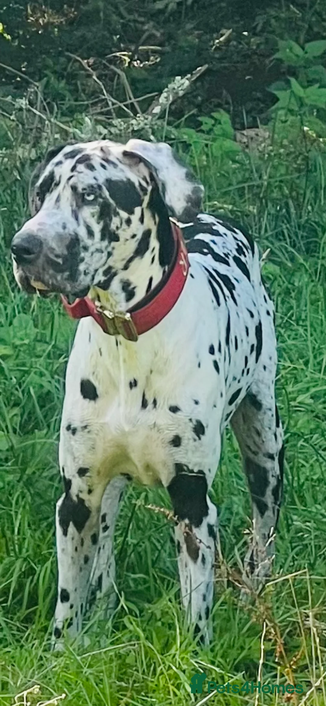 Great Dane dogs for stud: Great Dane harlequin for stud in Plymouth - Advert 7