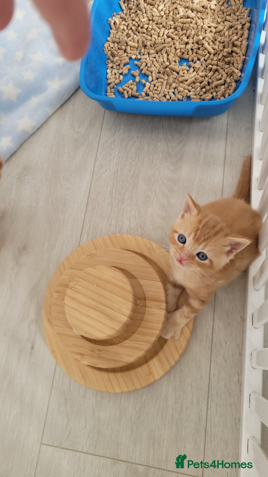 British Shorthair cats for sale: 1 stunning British shorthair boys left to reserve  - Image 7