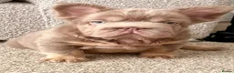 French Bulldog dogs for stud: Fluffy Rojo & Cherry Tan Big** STUD From £500 - Advert 14