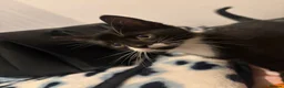 Mixed Breed cats for sale: Gorgeous kittens  - Advert 8