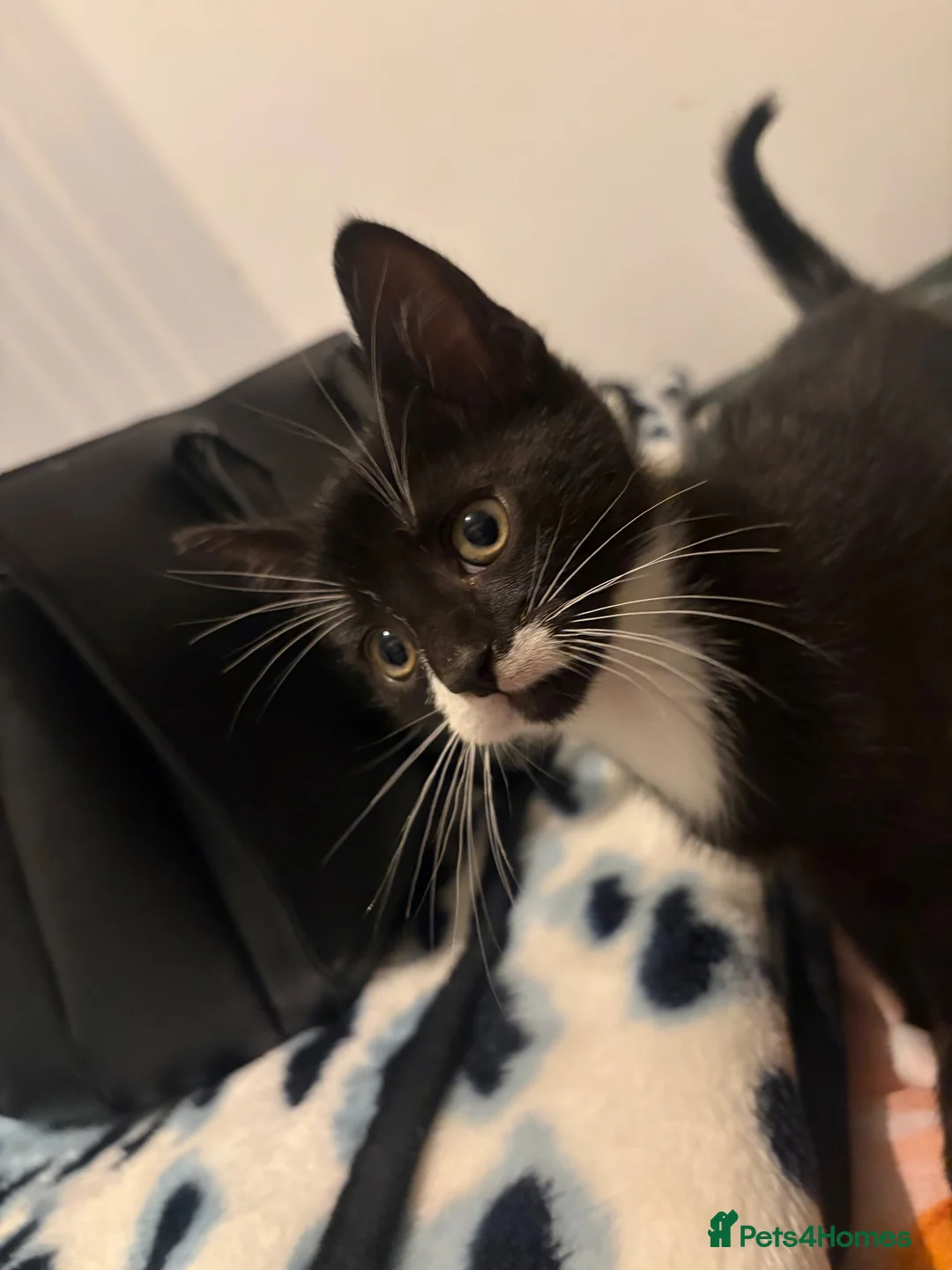 Mixed Breed cats for sale: Gorgeous kittens  - Advert 8