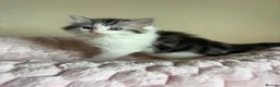 Mixed Breed cats for sale: British Short Hair Cross Ragdoll Kittens  in Selby - Advert 6