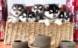 Pomsky dogs for sale: Very Tiny F4 Pomskys  - Image 29