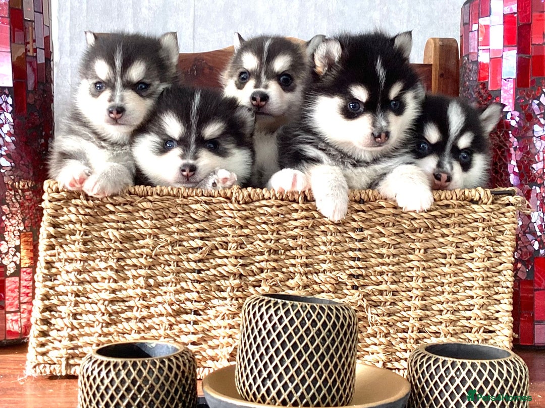 Pomsky dogs for sale: Very Tiny F4 Pomskys  - Image 29