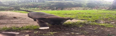 Mahogony female 