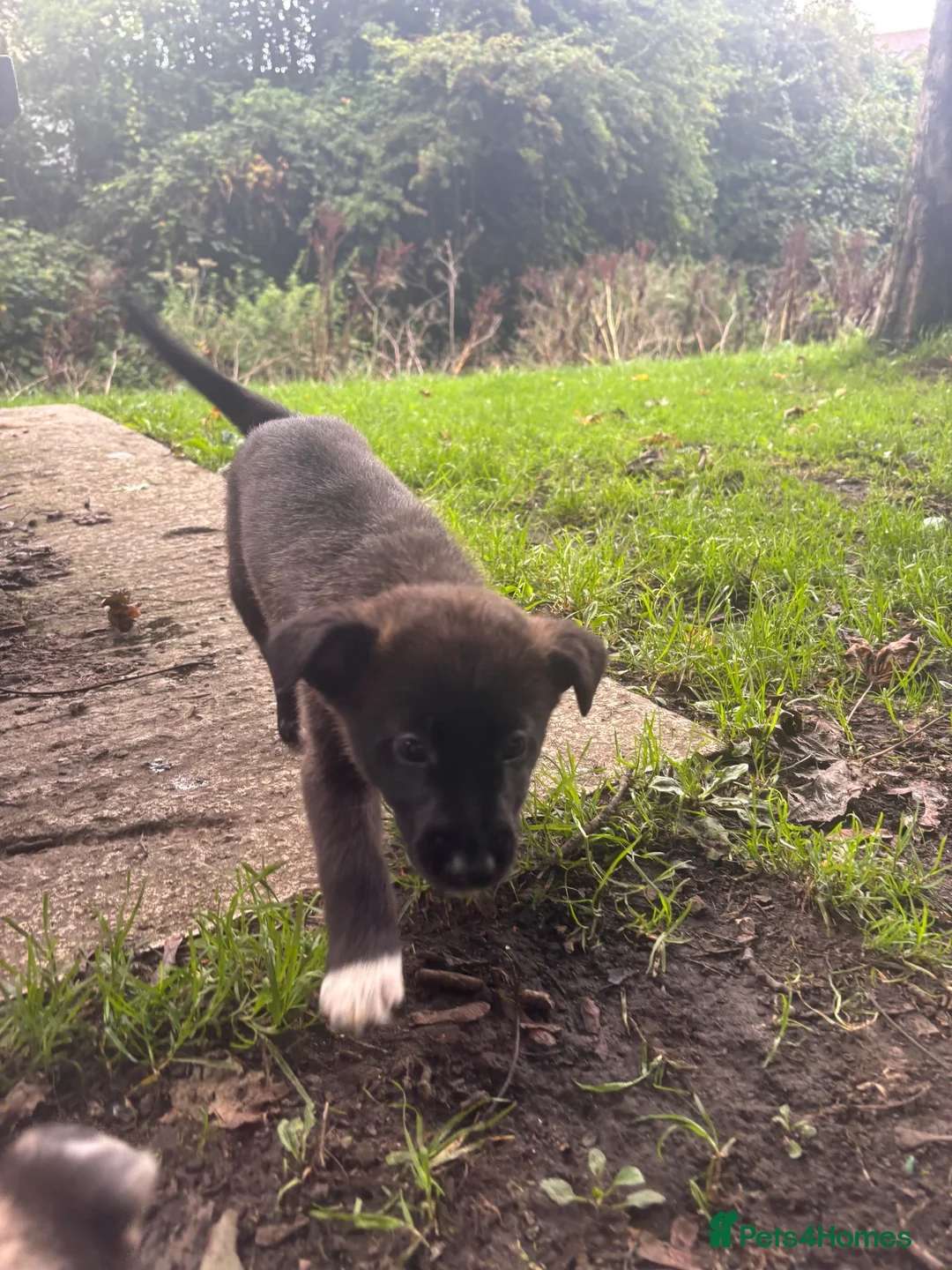 Mixed Breed dogs for sale: Malinios x Collie  - Advert 15