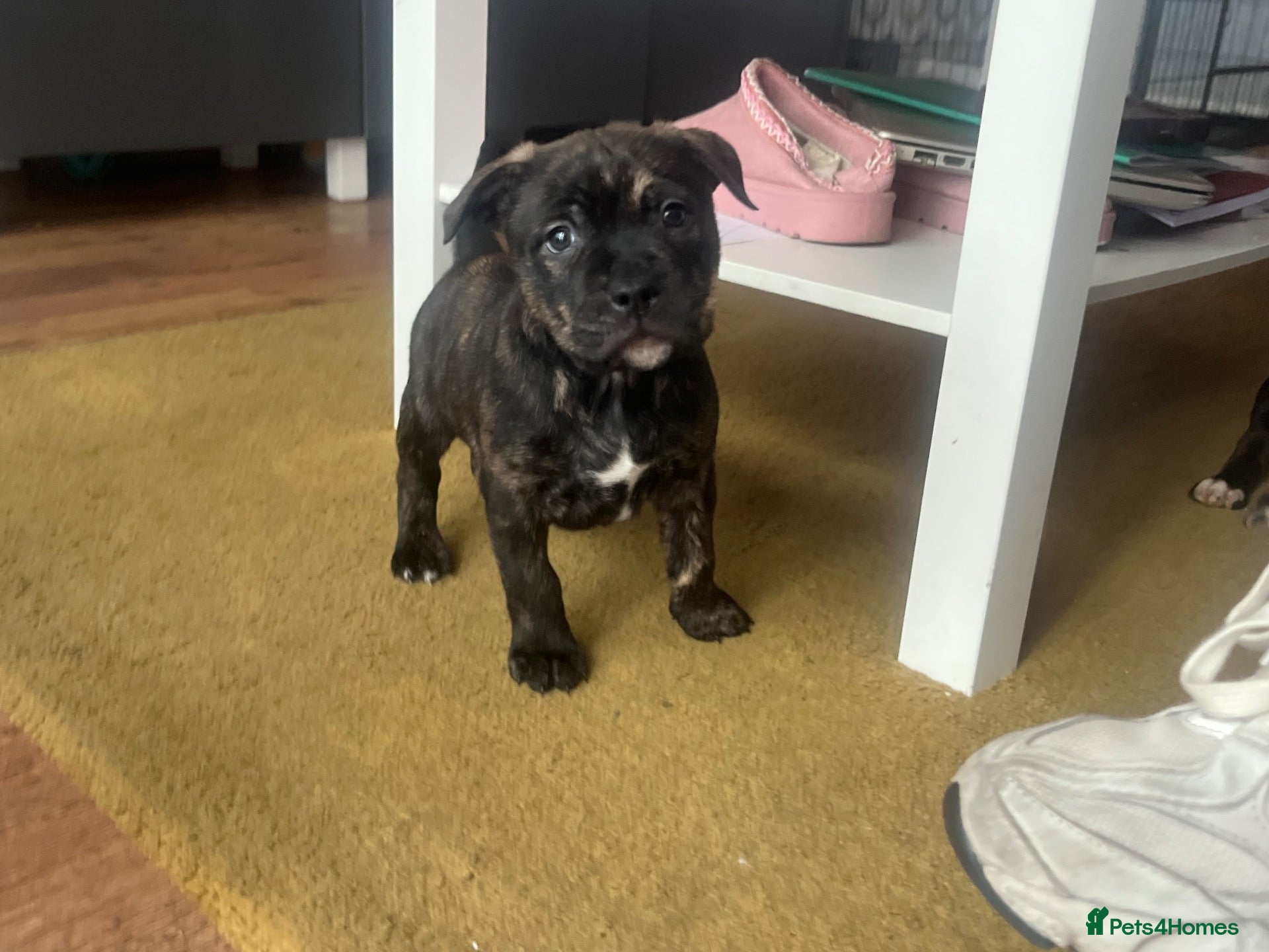 Mixed Breed dogs Blue American staffies - Advert 16