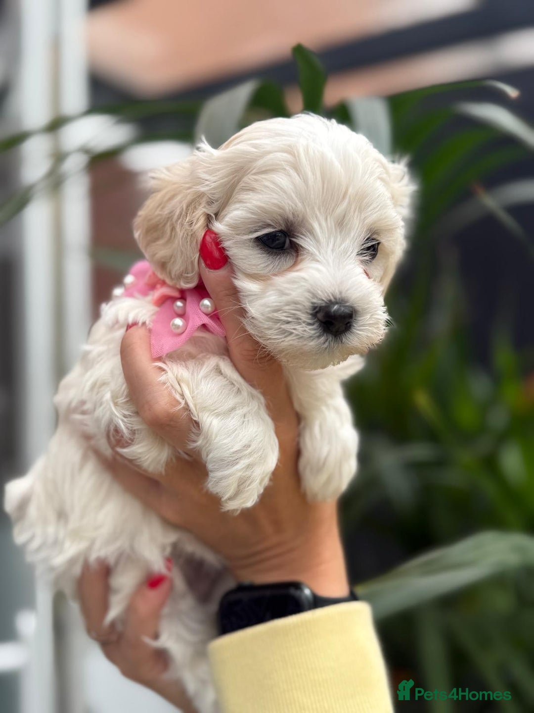 Maltipoo dogs for sale: ❤️Maltipoo beutifull puppies healthy checked❤️😍🥰 - Image 26