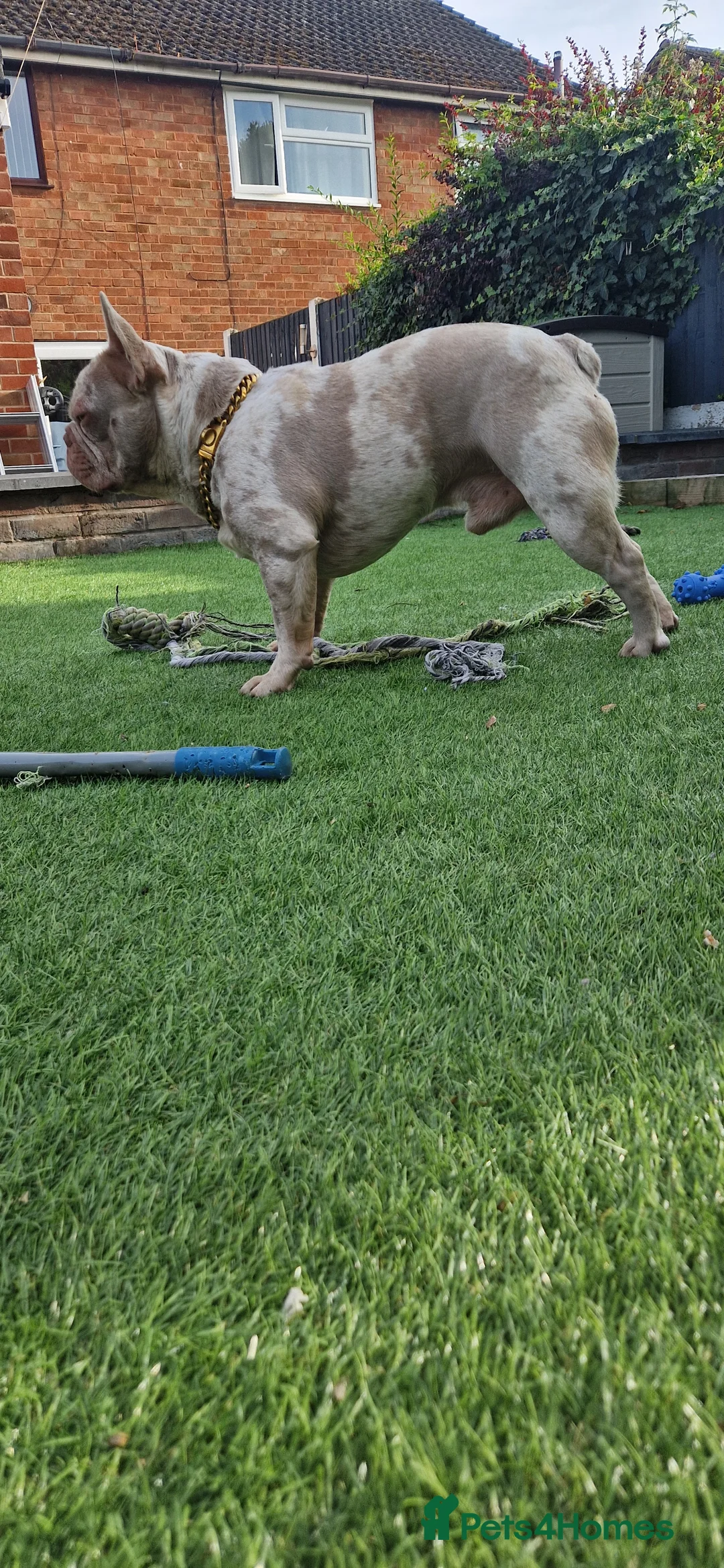 French Bulldog dogs for stud: 🚨proven🚨newshade merle stud 🎯🤯🔥🤏🏻🧬 in Tipton - Advert 9