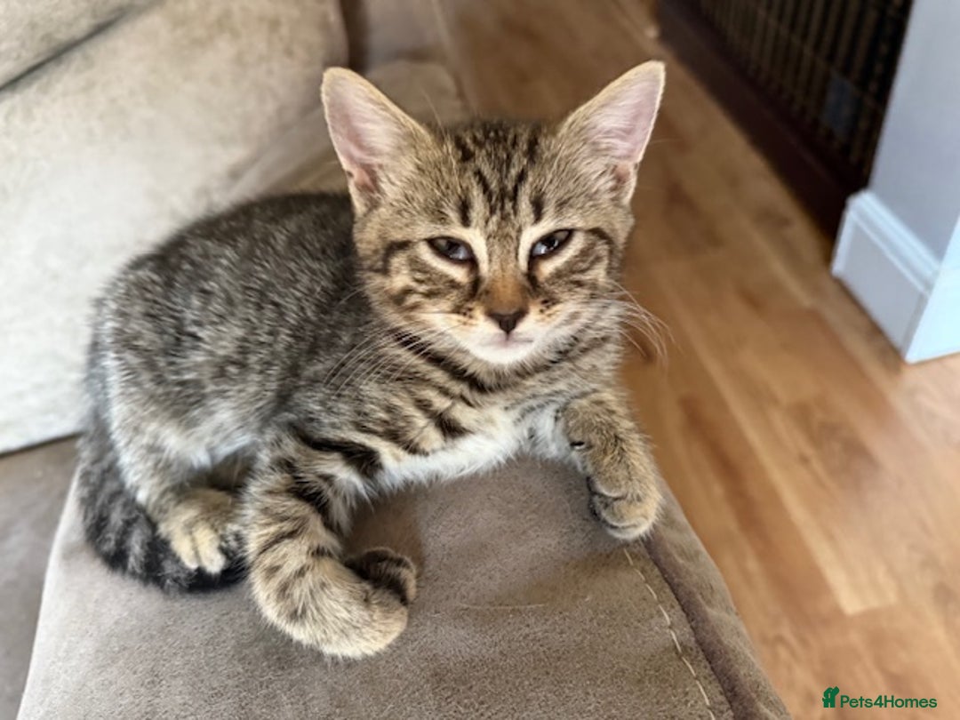 Bengal cats for sale: Gorgeous Bengal / Persian X kittens - Image 19