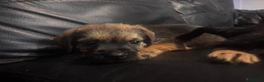 Border Terrier 1